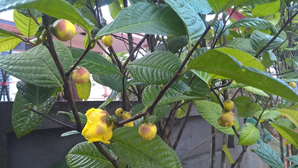 Cây trà hoa vàng - Giống Cây Trồng Tam Đảo - Công Ty Cổ Phần Nông Dược Tam Đảo